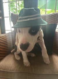 Oscar - Photo 4
