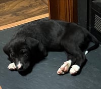 Tux - Photo 2