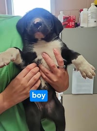 Tux - Photo 3