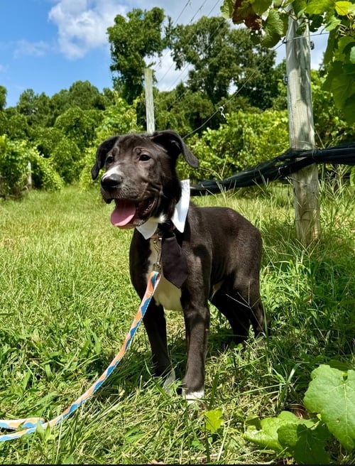 TUX - Labrador Retriever / American Pit Bull Terrier available for adoption