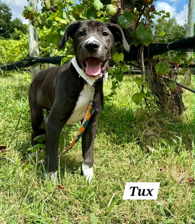 Tux Image