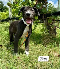 Tux - Photo 1