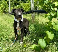 Tux - Photo 3