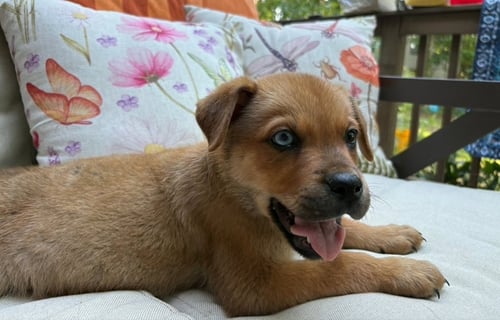SMOKY - Boxer / Husky available for adoption