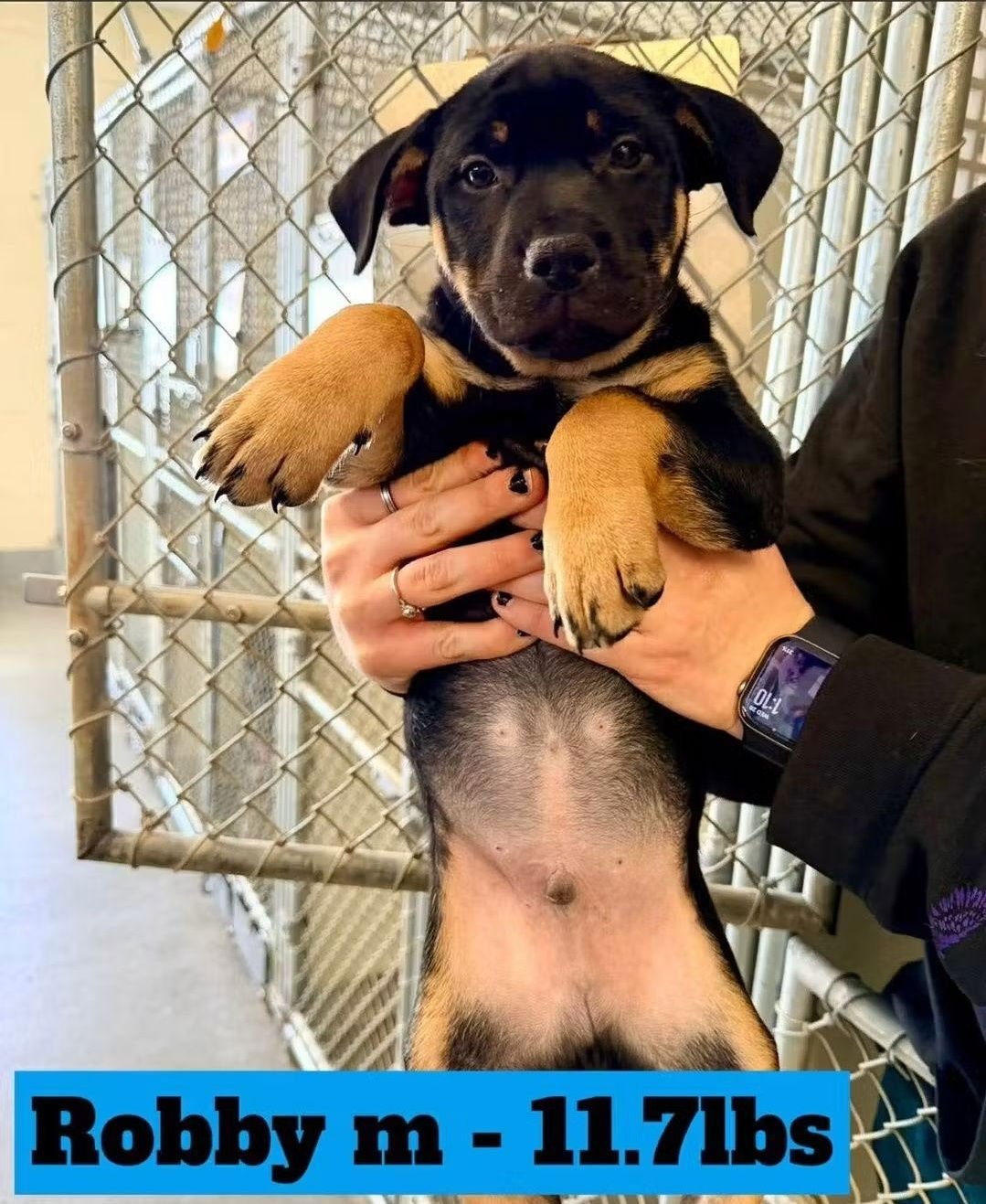 BIRCH - Rottweiler / German Shepherd Dog available for adoption