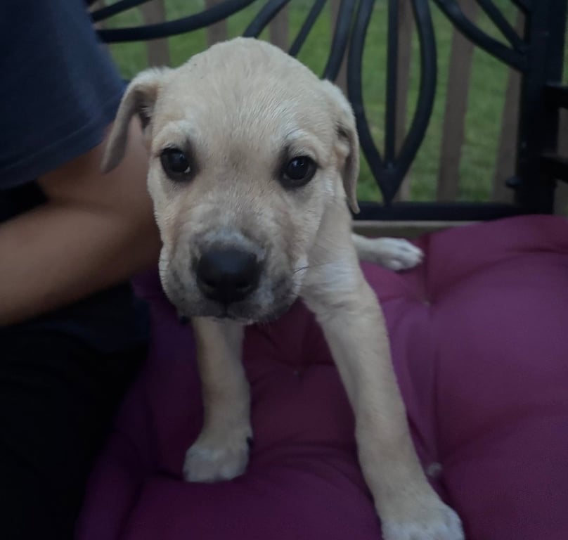 Archie Image