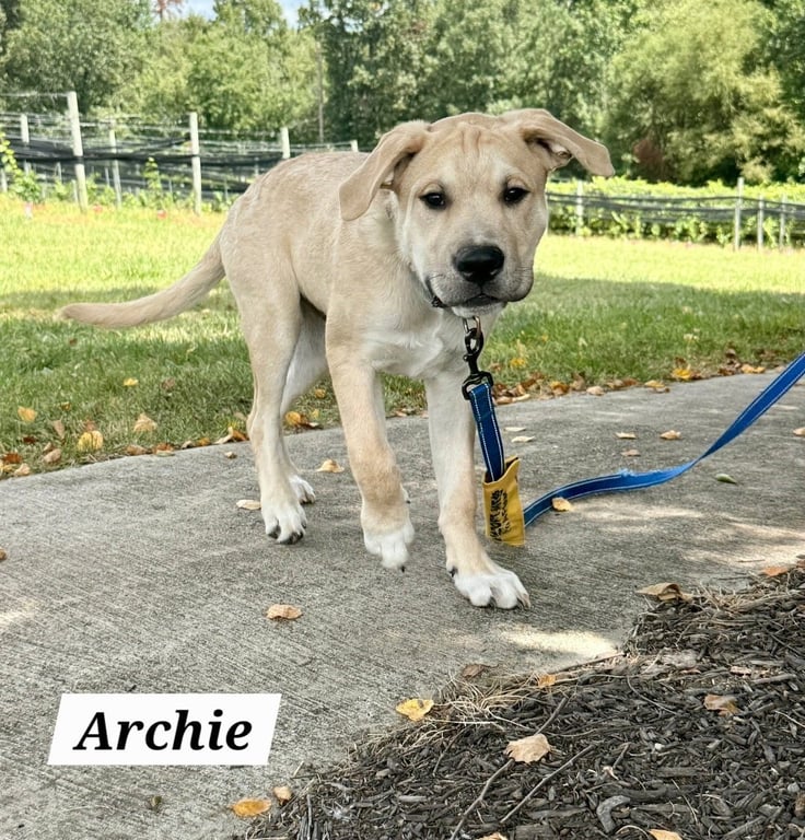 Archie Image