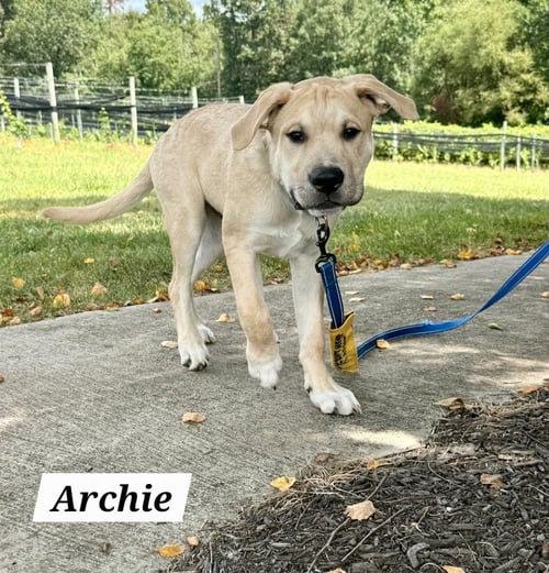 ARCHIE - American Pit Bull Terrier / Golden Retriever for adoption in Richmond
