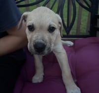 Archie - Photo 3