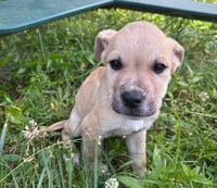 Archie - Photo 4