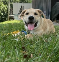 Archie - Photo 2