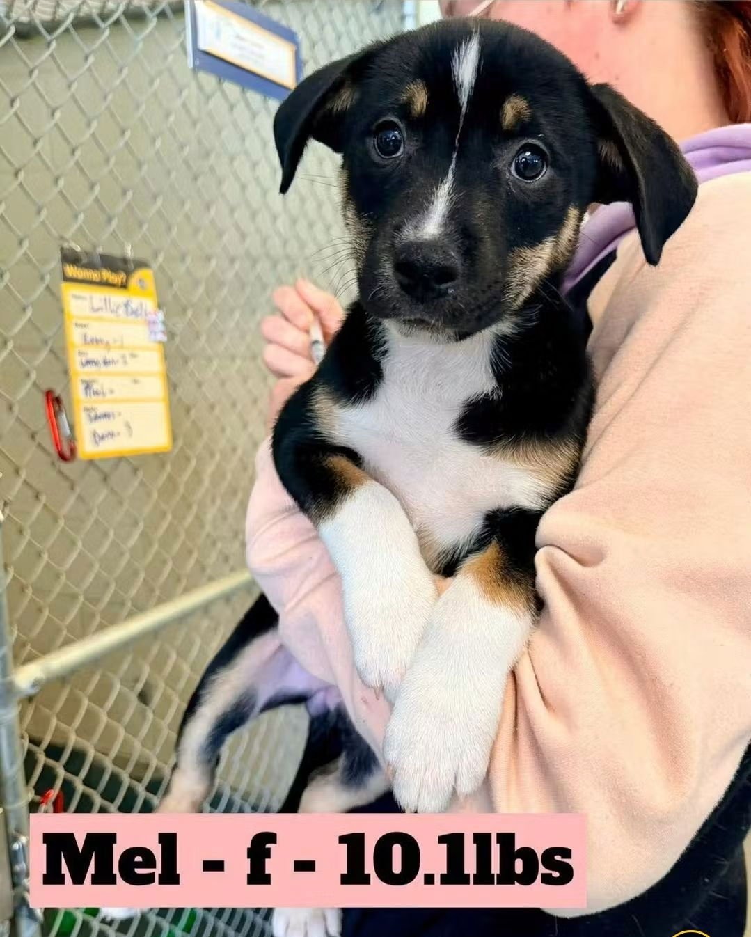 MEL - Rottweiler / German Shepherd Dog available for adoption