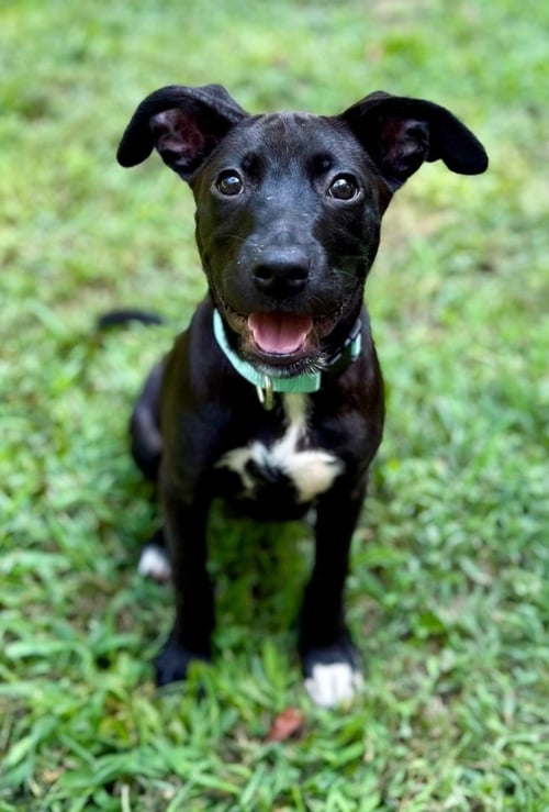 XENA - Whippet / Mountain Cur available for adoption