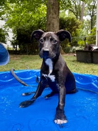 Xena - Photo 1