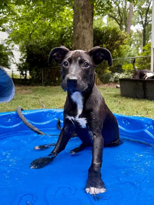 XENA - Whippet / Mountain Cur available for adoption