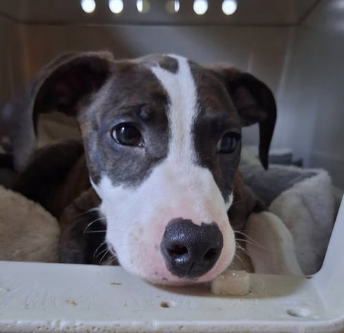 STAR - American Pit Bull Terrier / Hound available for adoption