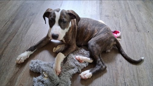 STAR - American Pit Bull Terrier / Hound available for adoption
