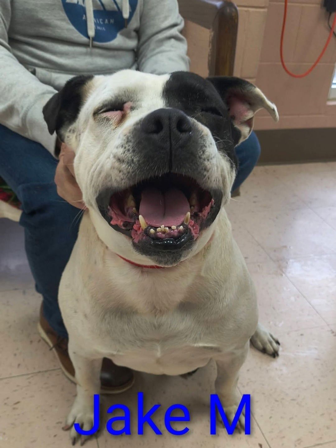 JAKE - American Bulldog / American Staffordshire Terrier available for adoption