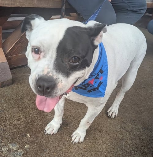 JAKE - American Bulldog / American Staffordshire Terrier for adoption in Richmond
