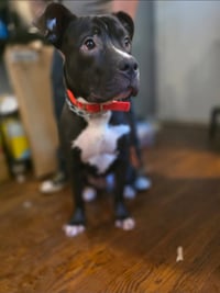 Murphy - Photo 2