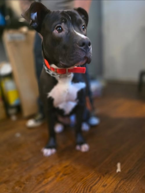 MURPHY - American Pit Bull Terrier / American Staffordshire Terrier available for adoption