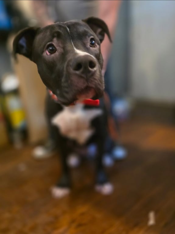 Murphy Image