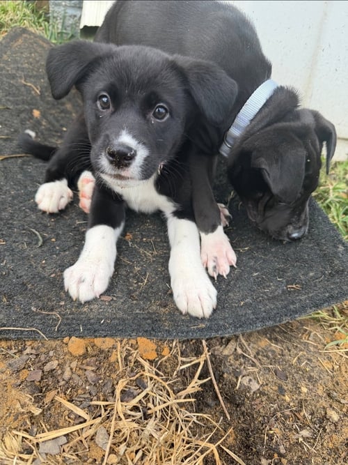 RORY - Labrador Retriever / American Pit Bull Terrier available for adoption