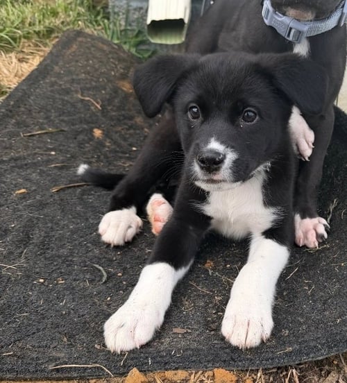 RORY - Labrador Retriever / American Pit Bull Terrier available for adoption
