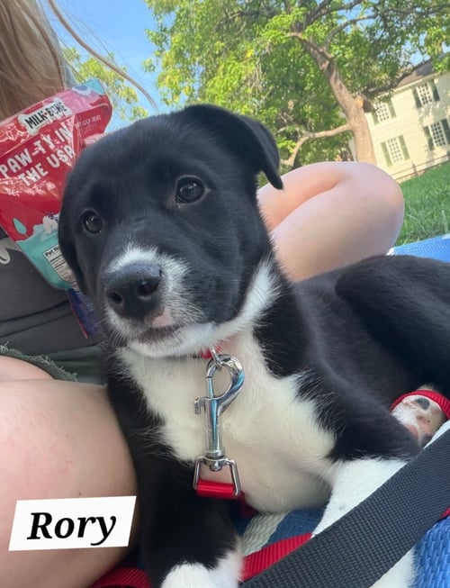RORY - Labrador Retriever / American Pit Bull Terrier available for adoption