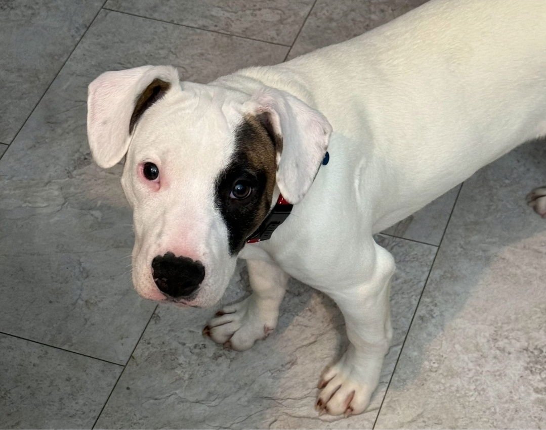 ENZO - American Pit Bull Terrier / American Staffordshire Terrier available for adoption