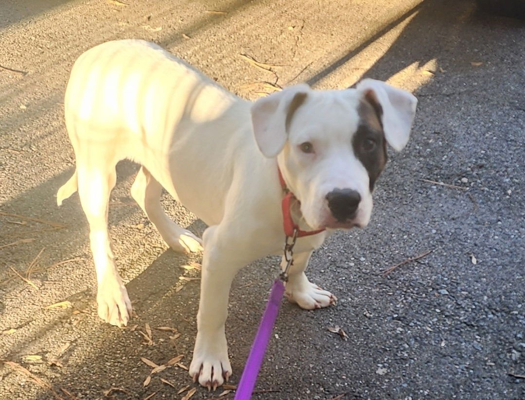 ENZO - American Pit Bull Terrier / American Staffordshire Terrier available for adoption