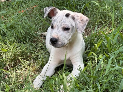 ETTA - American Staffordshire Terrier / American Pit Bull Terrier available for adoption