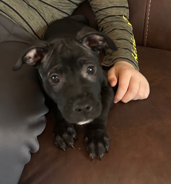 LUNA - American Pit Bull Terrier / American Staffordshire Terrier available for adoption