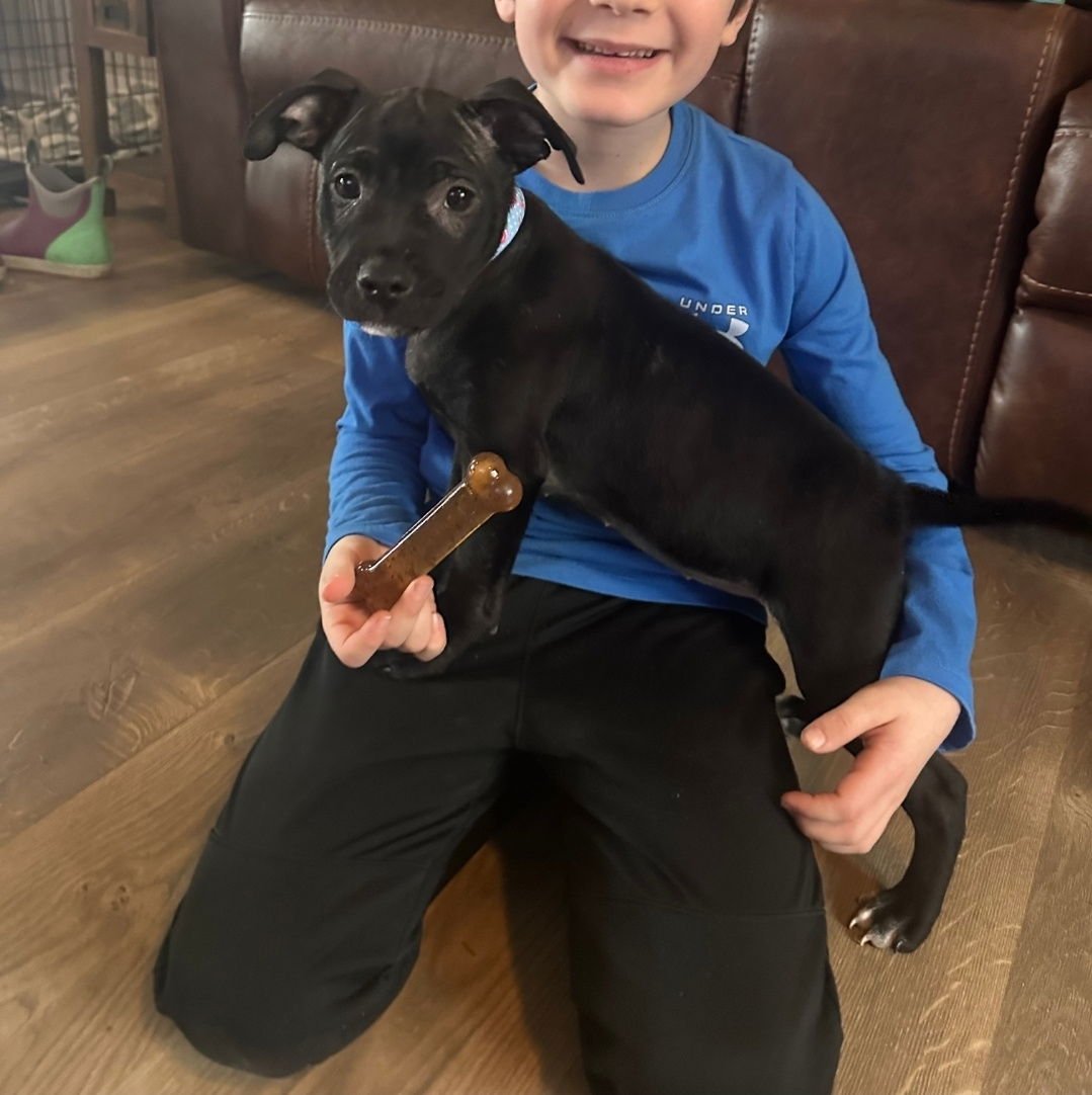 LUNA - American Pit Bull Terrier / American Staffordshire Terrier available for adoption