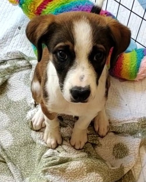ZORI - Boxer / Hound available for adoption