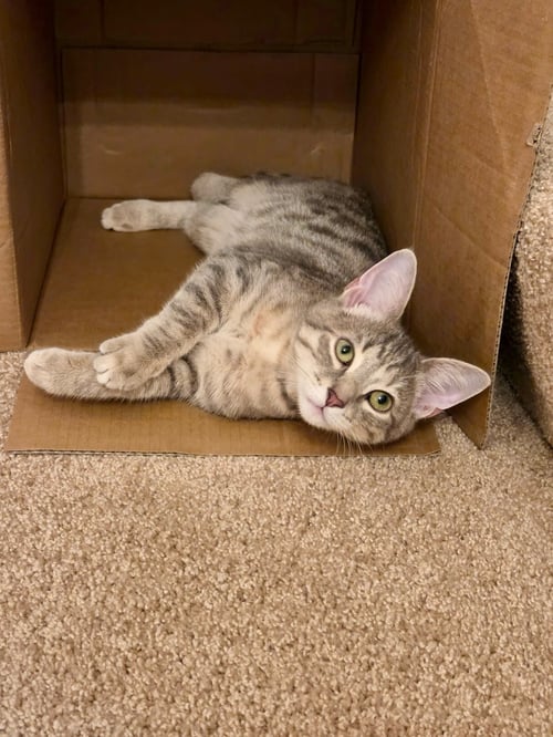 THUNDER - Domestic Short Hair available for adoption