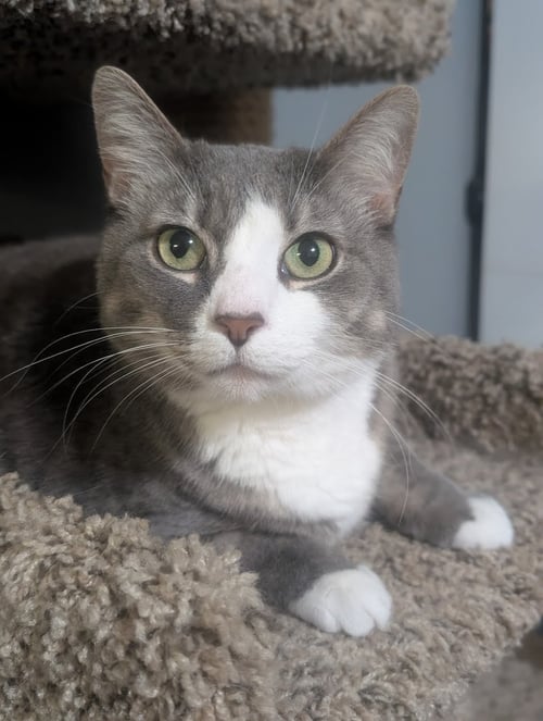 KIWI - Domestic Short Hair available for adoption