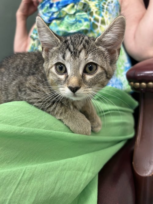 CINDY - Domestic Short Hair for adoption in Lancaster