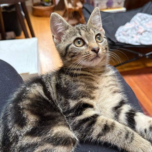 PLANKTON - Domestic Short Hair available for adoption
