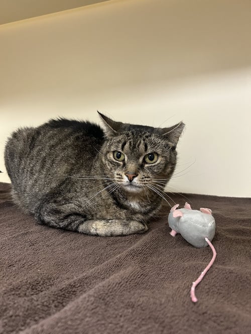 BISCUIT - Domestic Short Hair for adoption in Lancaster