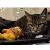PUMPKIN - Domestic Short Hair available for adoption