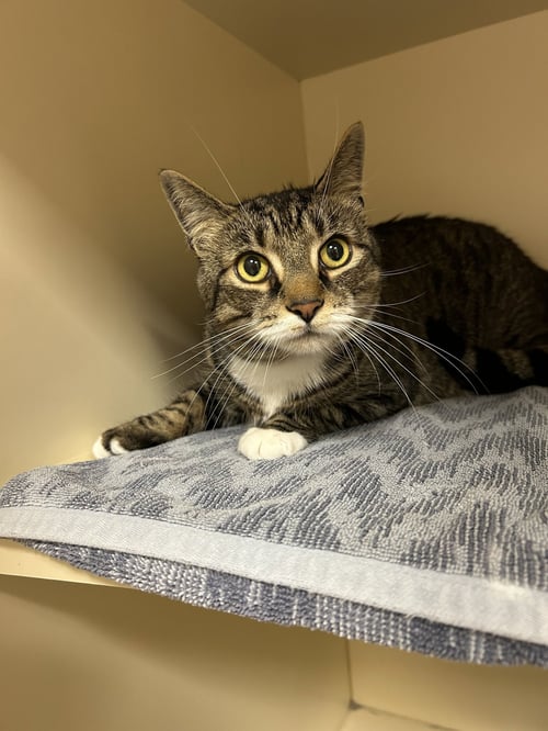 PUMPKIN - Domestic Short Hair available for adoption
