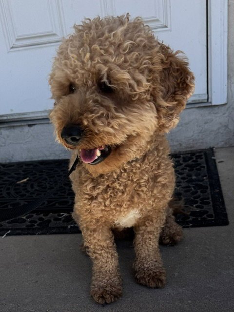 SAMSON - Poodle (Miniature) / Golden Retriever available for adoption