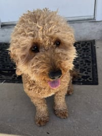 Samson - Photo 2