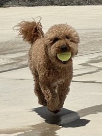 Samson - Photo 3