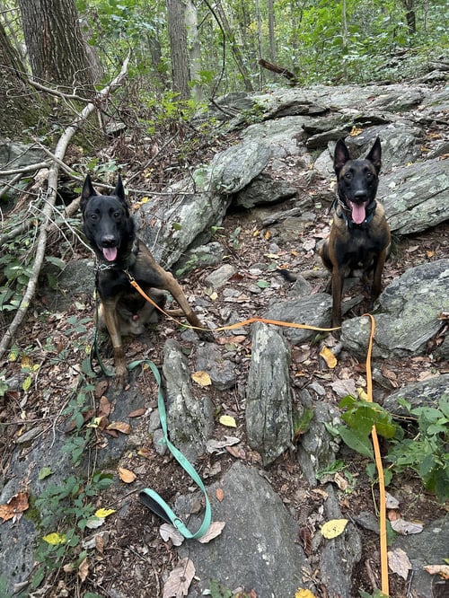 HUNTER - Belgian Shepherd Malinois available for adoption