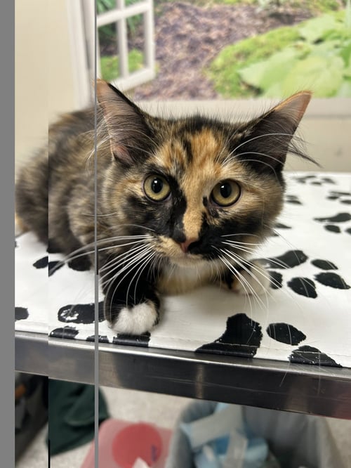 CALLIE - Domestic Medium Hair available for adoption