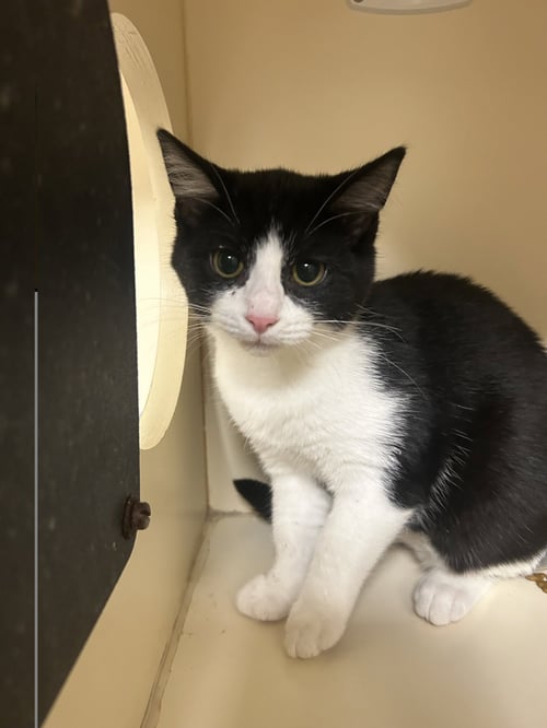 DOMINO - Domestic Short Hair available for adoption