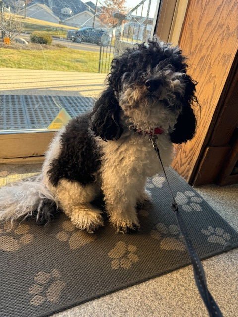 TOLIK - Poodle (Miniature) available for adoption