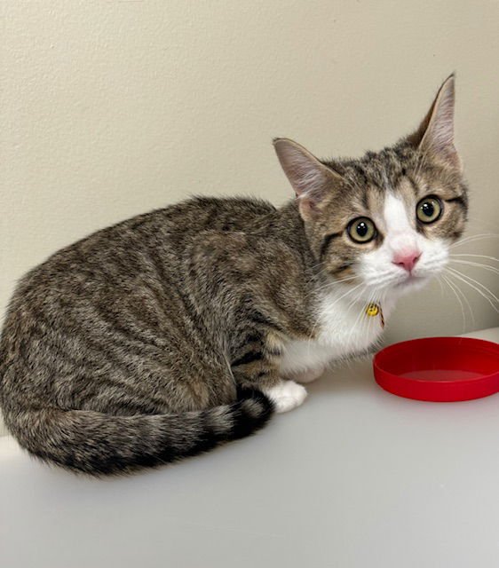 MICKEY - Domestic Short Hair available for adoption
